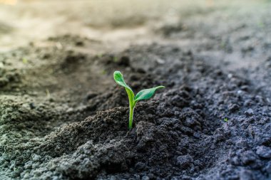 Sabahın erken saatlerinde güneşin doğuşunda bahçede kabak filizleri.