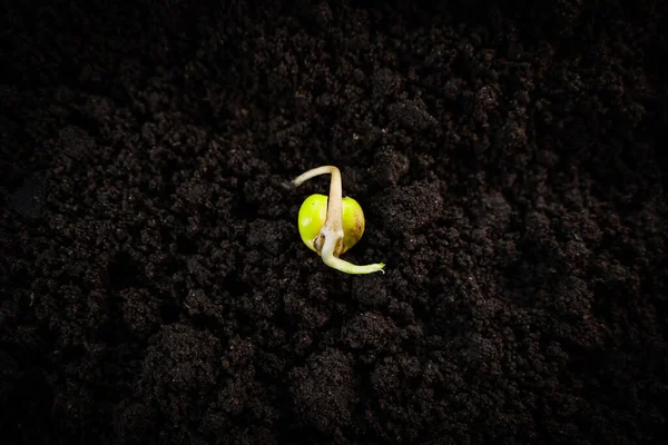Sprouted Pea Seed Close Ground Sprout Cotyledon Roots — Fotografia de Stock