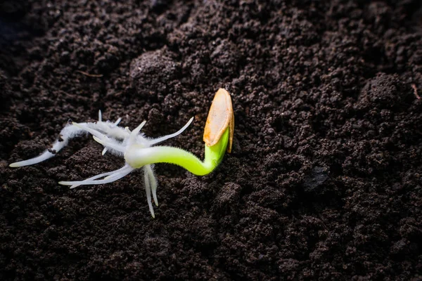 地面に発芽したズッキーニの種のクローズアップ 肥沃な暗い土壌 — ストック写真