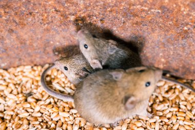 Bir tahıl ambarında tarla faresi. Kemirgenlerin buğday hasadına verdiği hasar