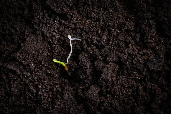 地面にニンジンの種子を発芽させました 種からの緑の芽 — ストック写真
