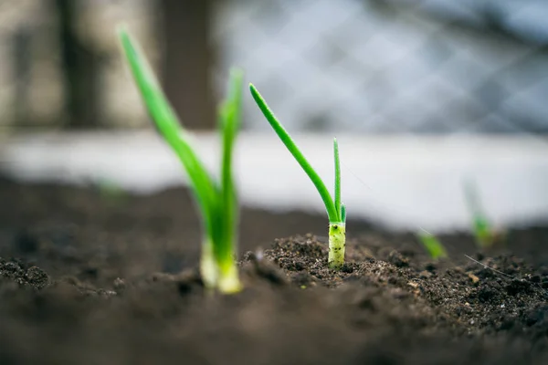 Young Green Onions Grow Garden Close Spring — 스톡 사진