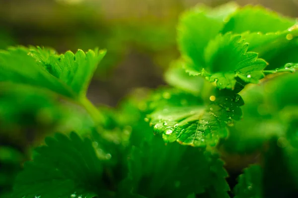 Dew Drops Morning Strawberry Leaves Close Growing Strawberries Garden Spring — Photo