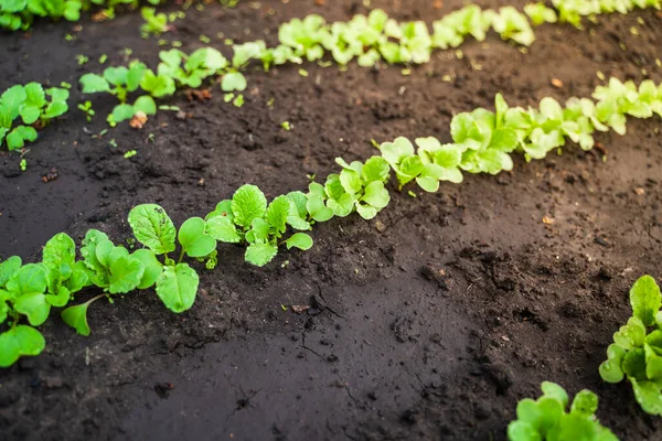 Radish Close Grows Garden Radish Leaves Drops Dew — Stock fotografie