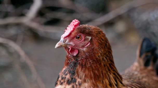 Primer plano de una cabeza de pollo de color marrón con un peine corto parpadeando en cámara lenta — Vídeo de stock