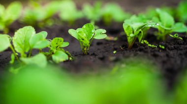 Turp yakın plan bahçede yetişiyor. Çiy damlalarında turp yaprakları.
