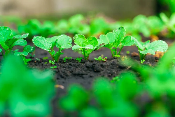 Turp yakın plan bahçede yetişiyor. Çiy damlalarında turp yaprakları.