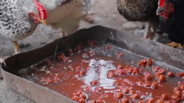 Chickens pecking food waste close-up in slow motion