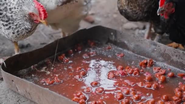 Chickens pecking food waste close-up in slow motion — Wideo stockowe