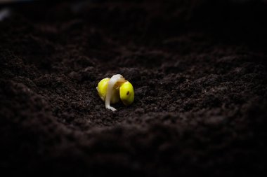 Tohumlanmış bezelye tohumu. Toprağa yakın, verimli karanlık toprak.