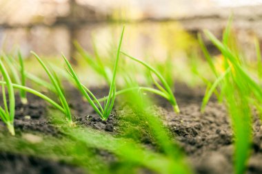 Green onion grows close-up in the garden