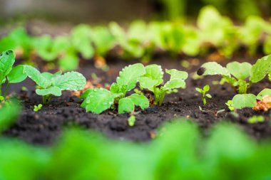 Kapalı turplar bahçede sıra sıra yetişir.