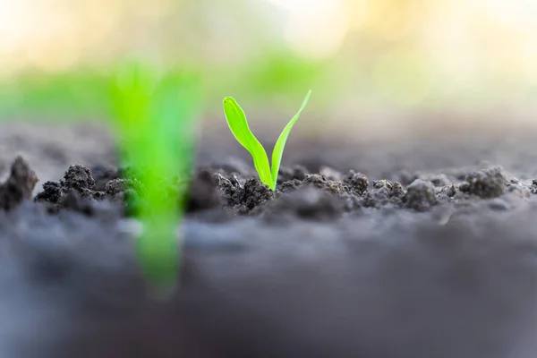 Young Sprout Corn Garden Close Rising Corn Germ Sunrise Close — Stock Fotó