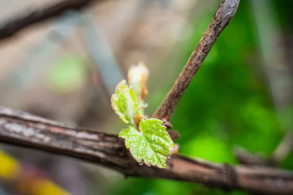 幼嫩的葡萄叶在露水中滴落 冬天过后醒来的葡萄园 — 图库照片
