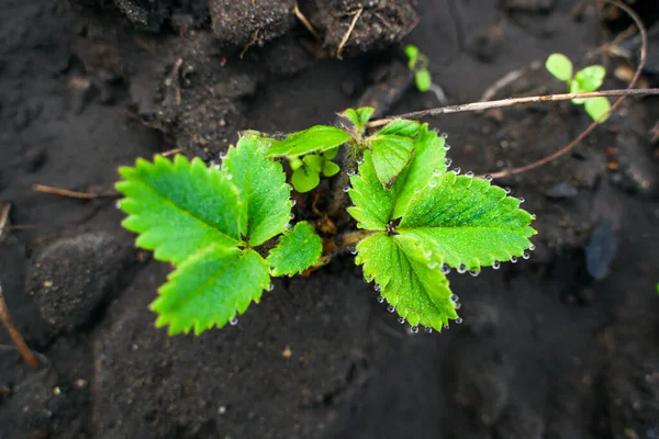 Sabahları yeşil çilek yaprakları yakın planda bırakılır. Suladıktan sonra çilek çalıları