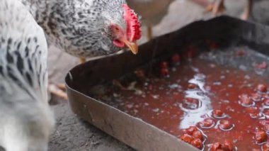 Pockmarked Faverolles chickens fight over leftovers. Chicken bit another in slow motion
