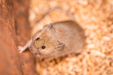 Evcil fareler tahıl ambarına yakalanır. Kemirgenlerin buğday hasadına verdiği zarar. Fare kapat.