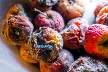 Küfle kaplanmış çürük elmalar.