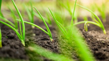 Bahçede taze soğan yetişiyor.