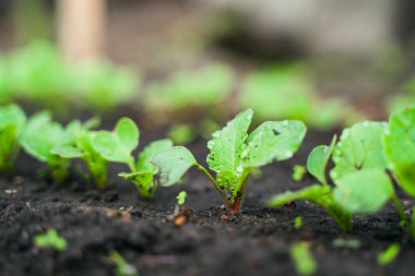 Turp yakın plan bahçede yetişiyor. Çiy damlalarında turp yaprakları. Kök goncası