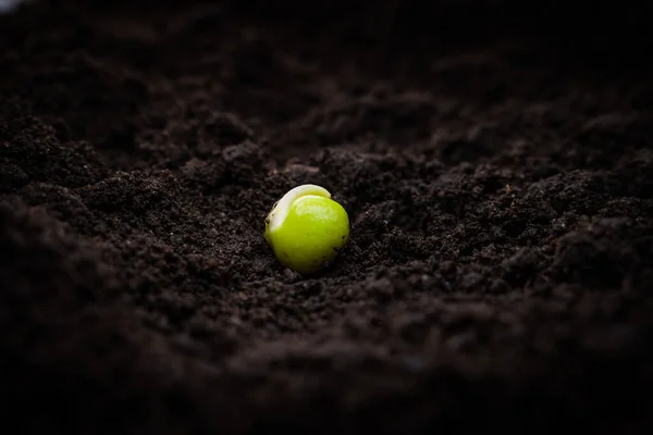 Awoken Green Pea Seed Ground Close — Stockfoto