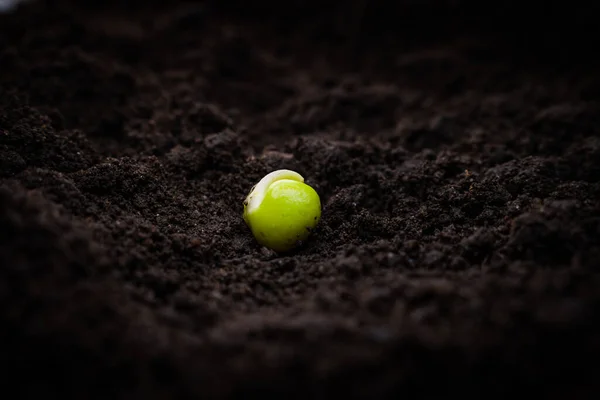 Ontwaakt Groen Erwtenzaad Grond Close — Stockfoto