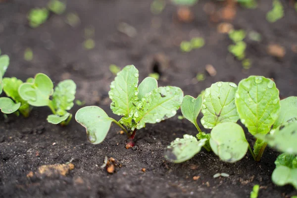 Radish Close Grows Garden Radish Leaves Drops Dew — Zdjęcie stockowe