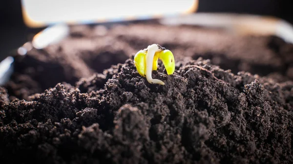 Green Pea Cotyledons Close Transformation Peas Seed Plant — Stock Fotó