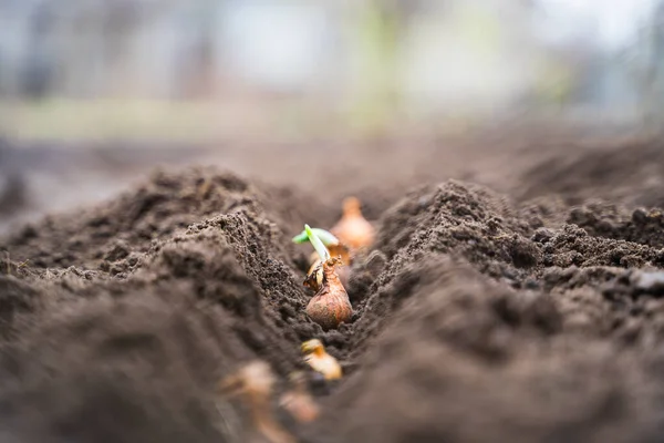 Garden Bed Onions Dotted Freshly Planted Onion Bulbs Home Garden — Stockfoto