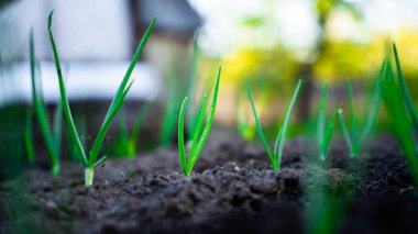 Sebze bahçesinde taze soğan filizleri.
