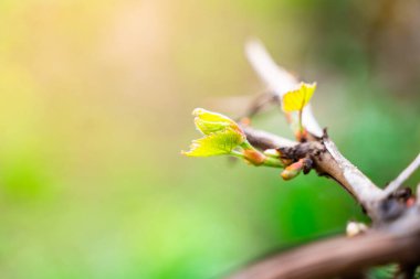 Çiy damlalarındaki genç üzüm yaprakları, yakından düşer. Kıştan sonra bağları uyandırmak