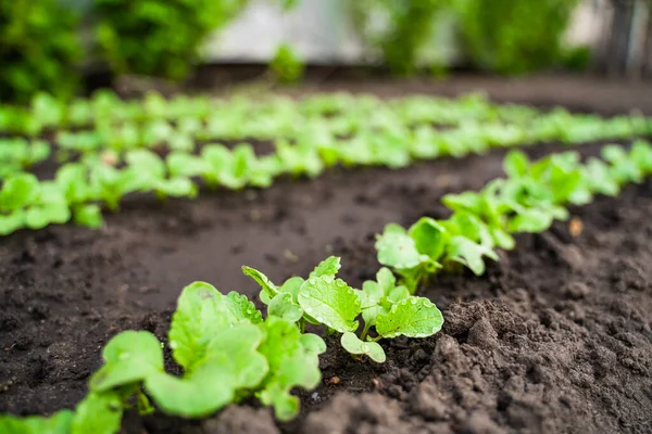 Radish Close Grows Garden Radish Leaves Drops Dew — Stock fotografie