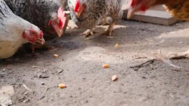 Tavuklar düşen mısırı yavaş çekimde yakın çekimde gagalarlar. Evimi tahıl tavuklarıyla besliyorum.