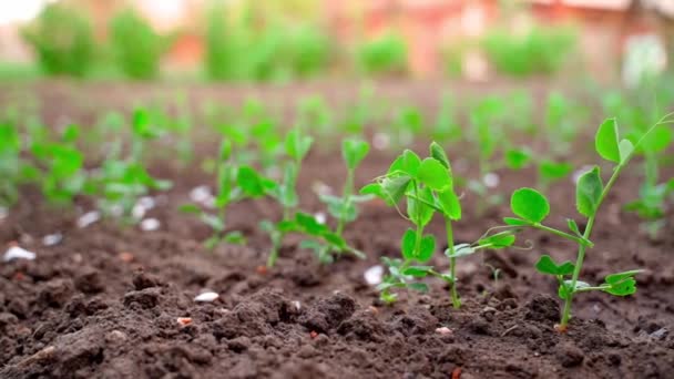 Cámara lisa vuela alrededor de brotes de guisantes verdes jóvenes en un primer plano de la cama del jardín. Cultivar legumbres en el jardín casero. — Vídeos de Stock