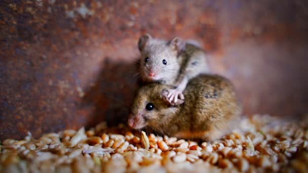 Испуганные мыши в хранилище пшеницы крупным планом. Грызуны на сельскохозяйственных складах — стоковое видео