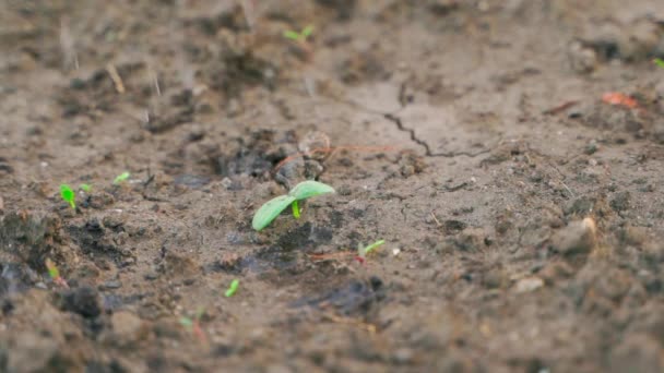 Riego del primer brote del pepino en tierra seca de cerca. Abundante riego del jardín en sequía — Vídeos de Stock
