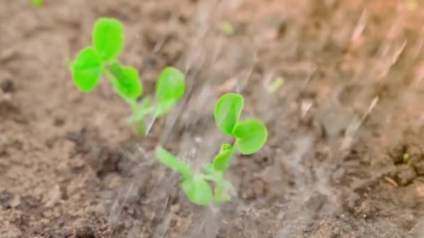 若い緑のエンドウ豆の植物にゆっくりとした動きでクローズアップしています。朝の庭の散水。成長期 — ストック動画
