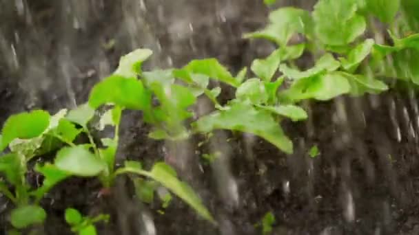 在慢镜头拍摄中大量浇灌生长中的萝卜特写 — 图库视频影像