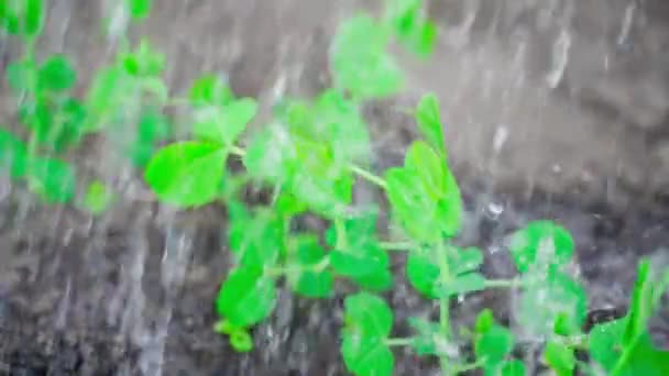 Avond besproeien van de bedden met groeiende groene erwten close-up. Druppels water in slow motion tijdens het bewateren van de tuin. onderhoud van uw kleine tuin — Stockvideo