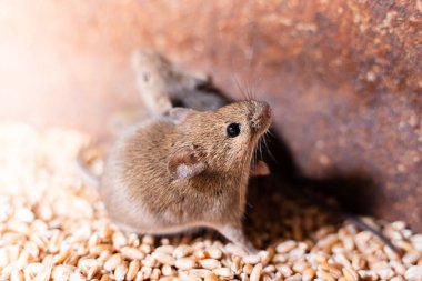 Bir tahıl ambarında tarla faresi. Kemirgenlerin buğday hasadına verdiği hasar