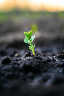 Bahçede suladıktan sonra yeşil bezelye filizlenir. dikey resim