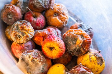 Küfle kaplanmış çürük elmalar.