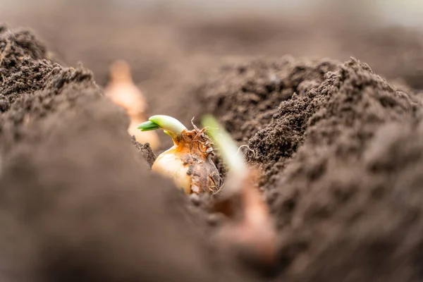 Letto Giardino Con Cipolle Punteggiate Bulbi Cipolla Appena Piantati Nel — Foto Stock