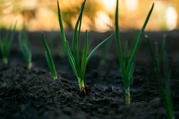 Young Sprouts Green Onions Early Morning Garden Sunrise Close — Stockfoto