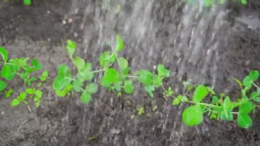 Bezelyelerden taze filizleri yavaş çekimde sulamak. Bahçe sulama sırasında filizlenmiş yeşil bezelyeler