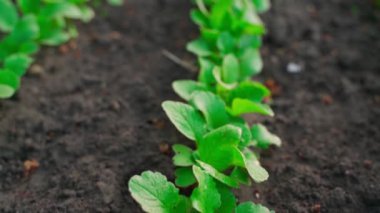 Kamera, bir bahçede büyüyen bir turpun üzerinde uçuyor. Baharda büyüyen turplu yatak.