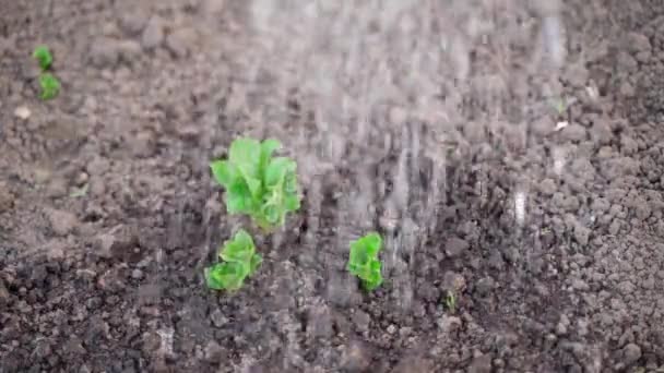 신선 한 감자에 물을 주는 일은 서서히 일어납니다. 물을 먹이고 있는 동안에 정원에 뿌려진 감자 — 비디오