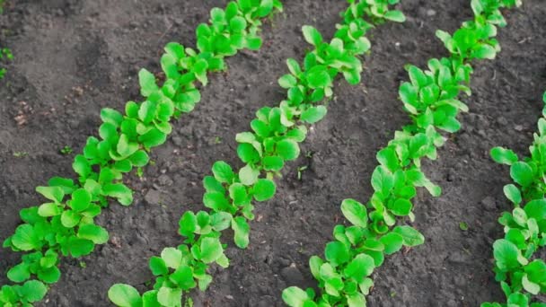 Schöne gepflegte Gartenbeete mit wachsenden Radieschen, von oben gesehen. Gepflegter Gemüsegarten mit angepflanzten Radieschen in Reihen — Stockvideo