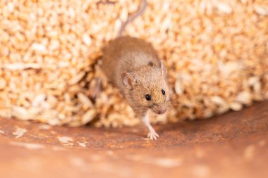 Evcil fareler tahıl ambarına yakalanır. Kemirgenlerin buğday hasadına verdiği zarar. Fare kapat.