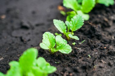 Turp yakın plan bahçede yetişiyor. Çiy damlalarında turp yaprakları.